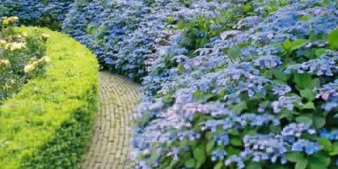 Hydrangea serrata bluebird: recenzije, sadnja i njega, fotografije